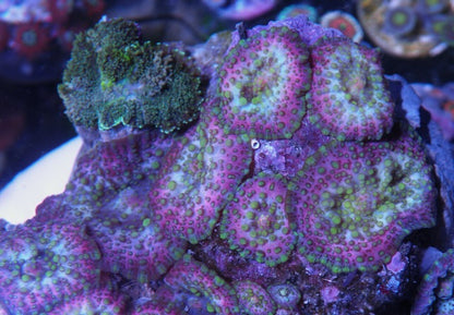 Lava Lamp Mushroom Discosoma Coral Reef Aquarium