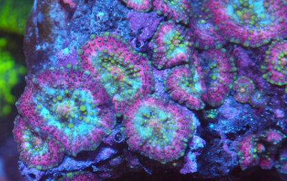 Lava Lamp Mushroom Discosoma Coral Reef Aquarium