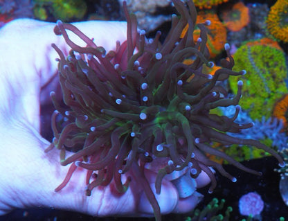 Green with Blue/Violet Tip Torch Coral Reef Aquarium
