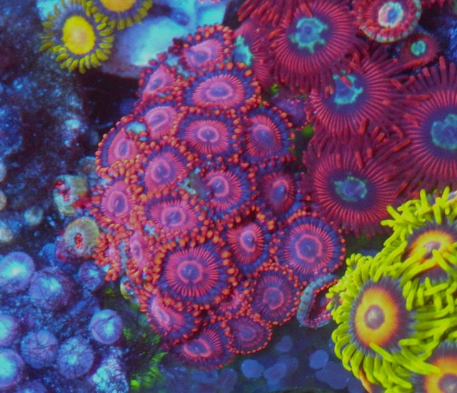 Red Twizzlers Zoanthids Coral Beginner Reef Tank