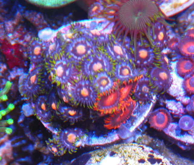 Bambam Orange Wildflower Zoanthids Reef Aquarium Coral