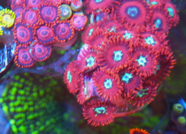 Big Red Pornstar Zoanthids Coral Reef Aquarium