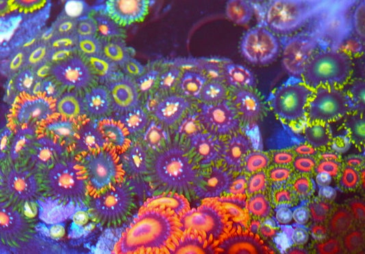 Sunrise and Day Cutter Zoanthids