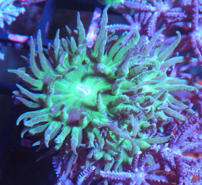 Emerald Violet Duncanopsammia Coral Reef 2