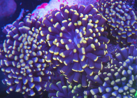 Midnight Orange Torch Coral LPS Coral Reef Aquarium Saltwater