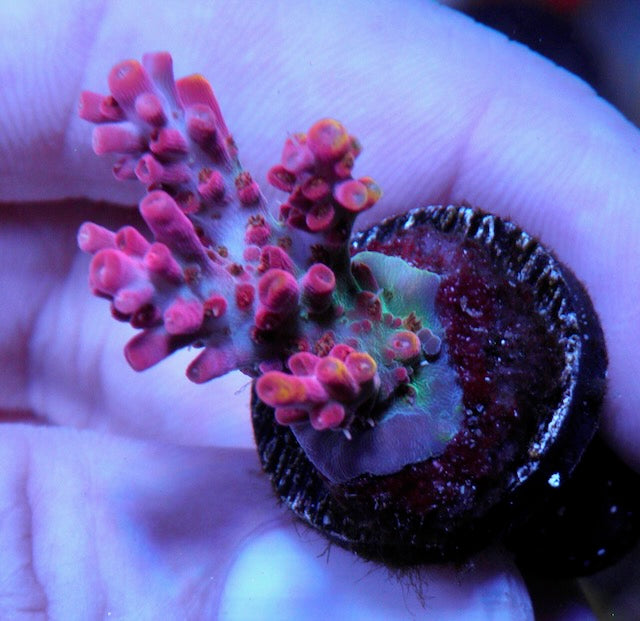 Awesome Vivid's Confetti Acropora Coral Reef Aquarium SPS