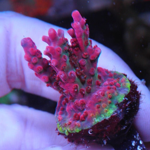 Vivid's Confetti Acropora Coral Reef Aquarium SPS