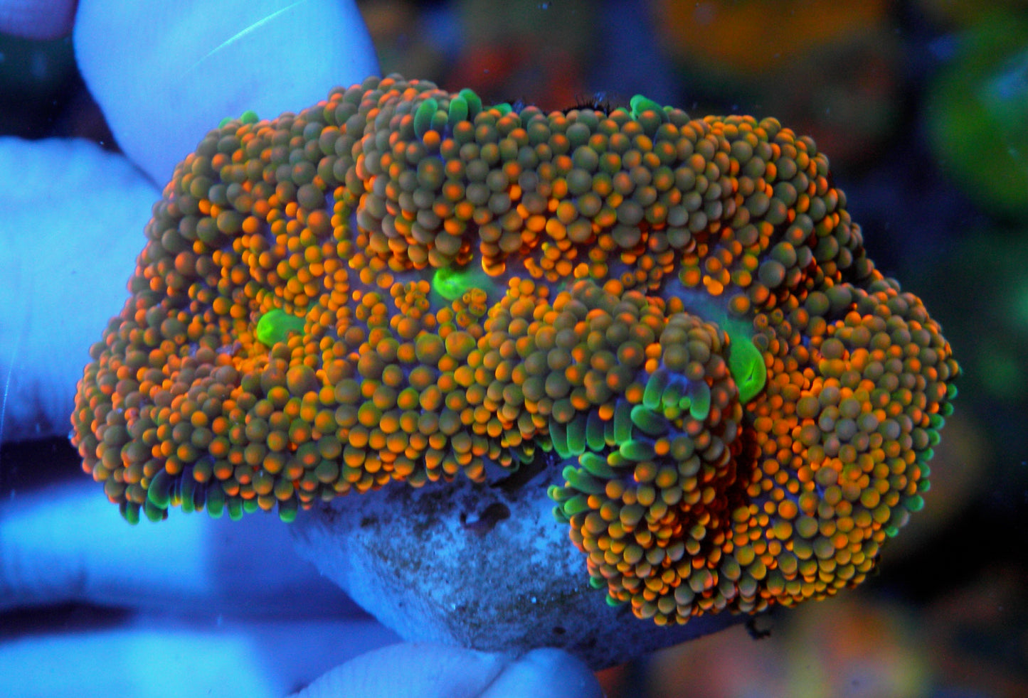 Tangelo Sparkle ricordea coral reef