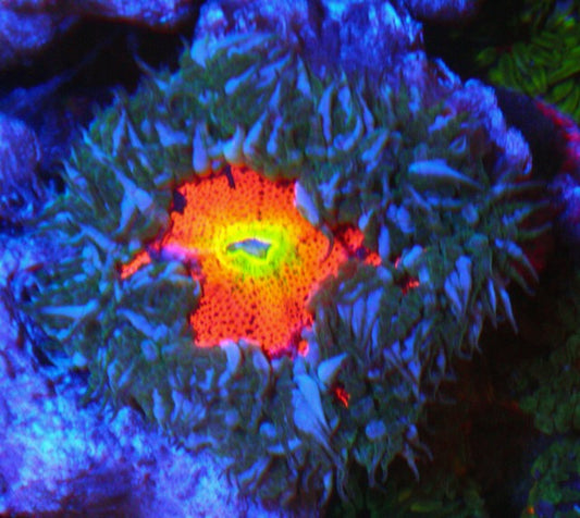 Eye of Sauron Flower Rock Anemone Reef Aquarium