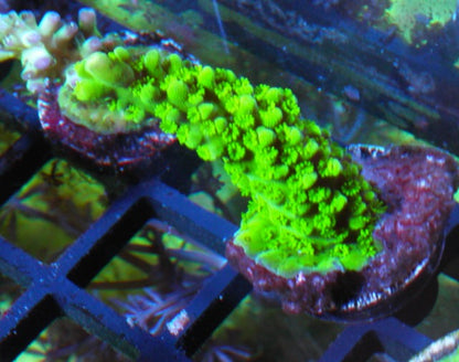 Big Neon Green Slimer Acropora formosa SPS Beginner