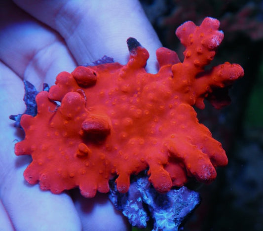 Flaming Orange Red Montipora Setosa Saltwater Aquarium