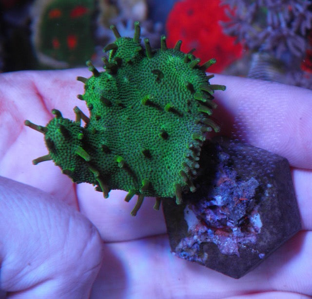 Emerald Green Devil's Hand Leather Lobophyton Coral Reef Aquarium