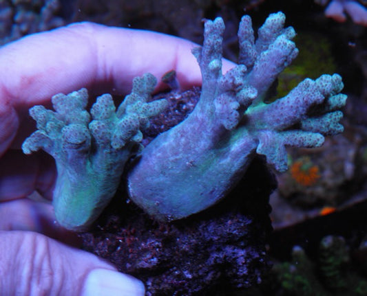 Mint Green Finger Leather Coral Reef Aquarium