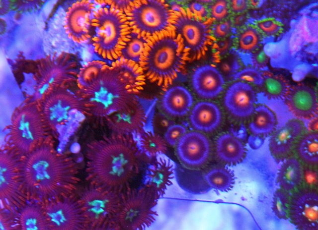 Blowpop Zoanthids Coral Coral Reef Aquarium