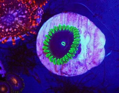 True Purple People Eater Zoanthids Coral Reef