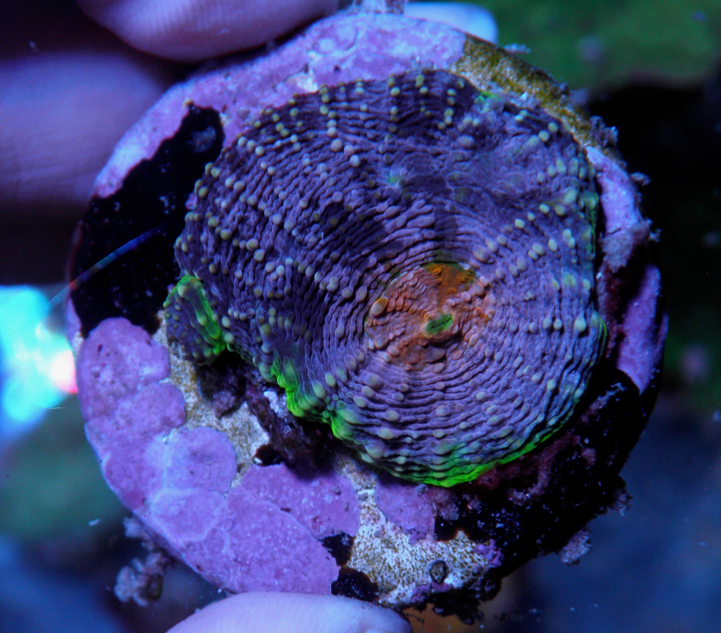 Rainbow Acanthastrea Echinata