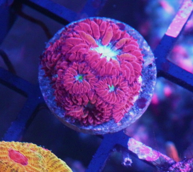 Ruby Chill Blastomussa merletti LPS Coral Reef