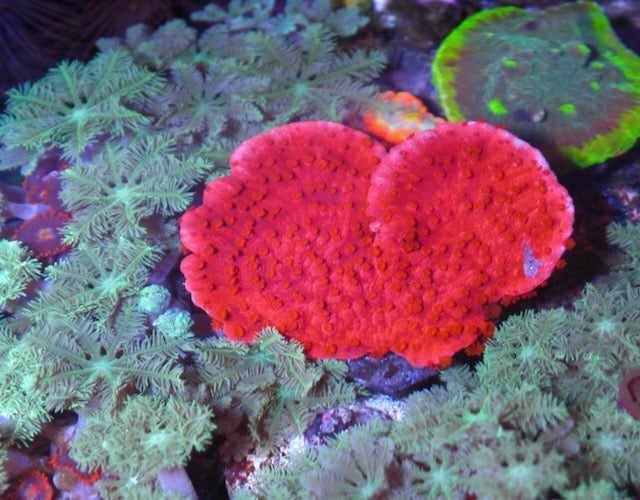 Bright Red Montipora Capricornis Saltwater Coral