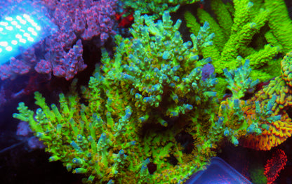 Sexy Corals Orange Passion Acropora Selago Coral SPS