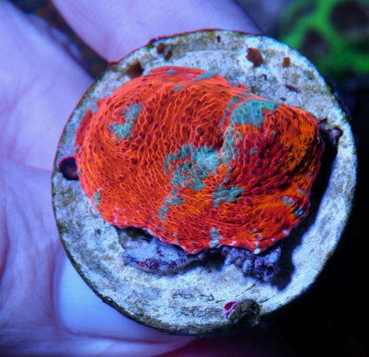 Goku Rainbow Orange Chalice LPS Coral Reef Aquarium