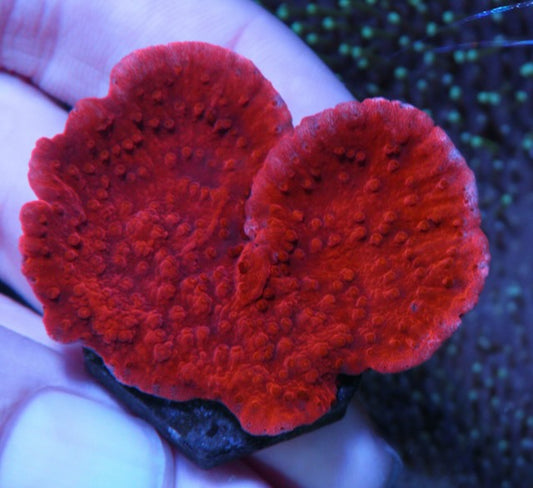 Bright Red Montipora Capricornis Saltwater Coral