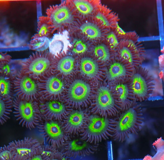 Big Bob Marley Reverse Rasta Zoanthids Coral Reef Saltwater Aquarium