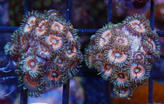 Pink Sunrise Vamps Zoanthids Beginner Coral Reef 2