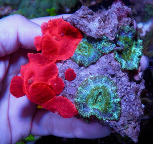 Nuclear Red & Mermaid's Dream Discosoma Mushrooms Aquarium Softy Beginner