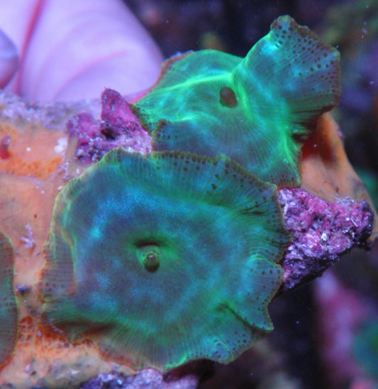 Aquamarine Turquoise Discosoma Mushrooms Reef Aquarium