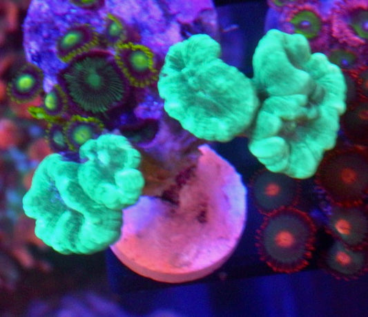 Aquamarine Trumpet Coral Beginner LPS Saltwater Aquarium