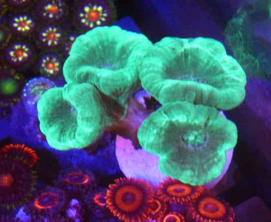 Aquamarine Trumpet Coral LPS Reef Aquarium