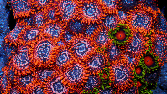Bright Utter Chaos Zoanthids Reef Aquarium
