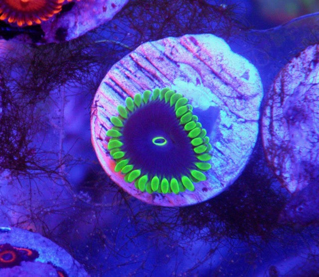 True Purple People Eater Zoanthids Coral Reef