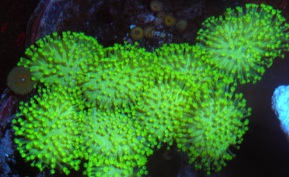 Lemon Lime Toadstool Sarcophyton Leather Coral