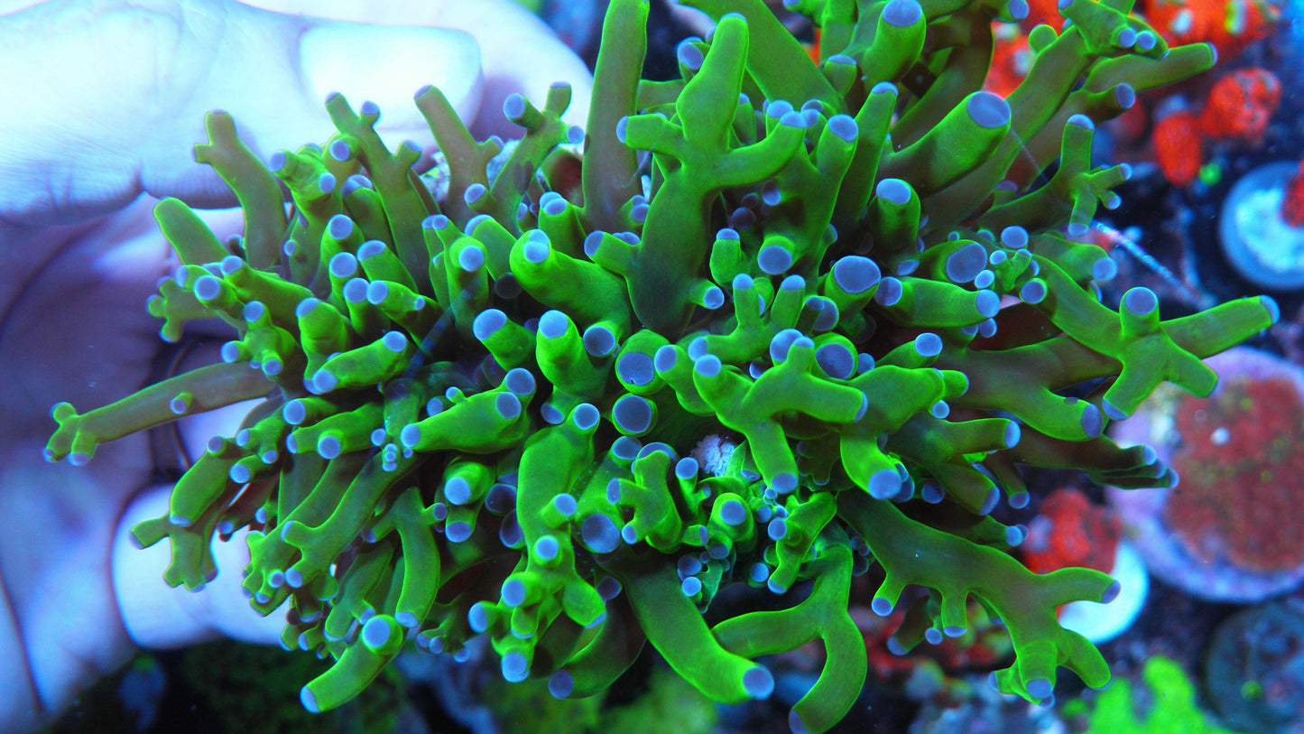 Green with Violet Pink Tips Frogspawn Two Heads