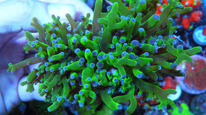 Green with Violet Pink Tips Frogspawn Two Heads