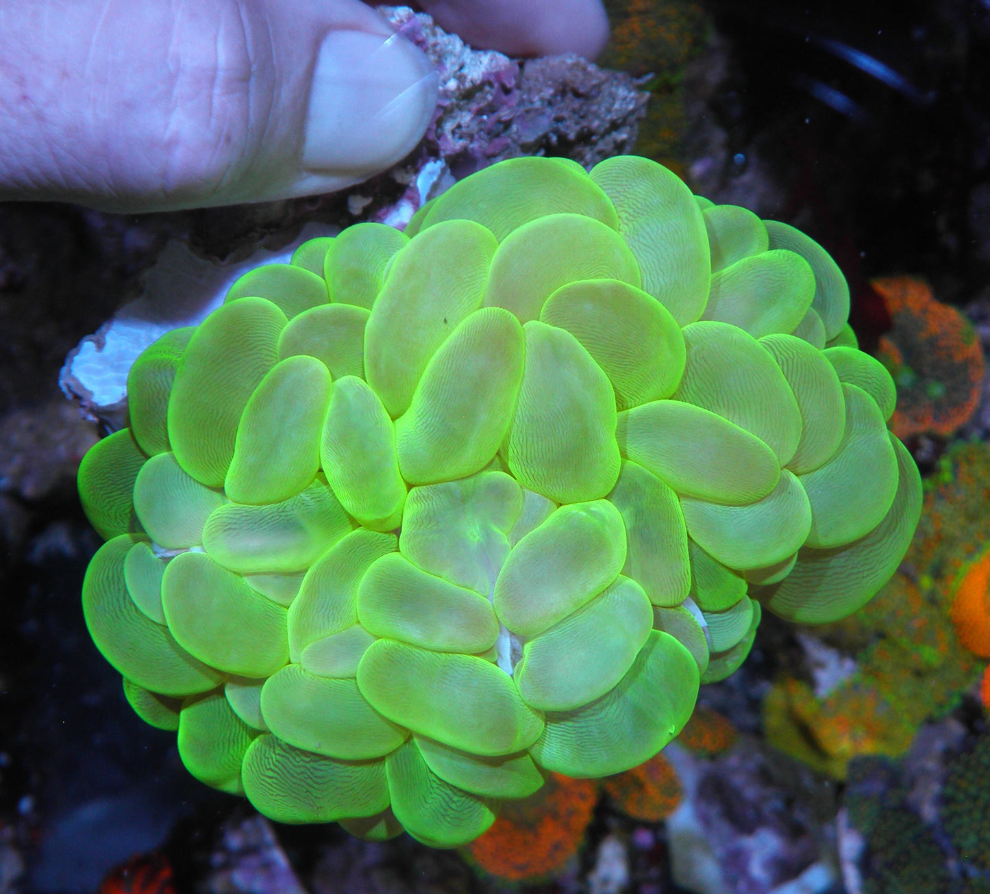 Glowing Green Bubble Coral LPS Coral Reef