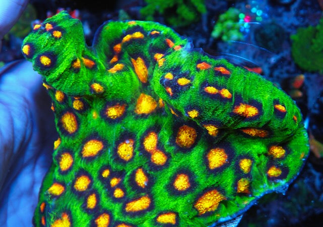 Showsize Jason Fox Raja Rampage Chalice Coral Colony