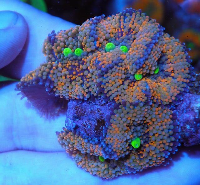 Violet Tricolor Ricordea Coral