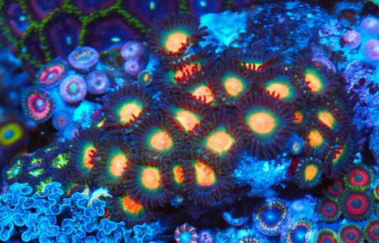Chunky Gorilla Nipple Zoanthids Coral