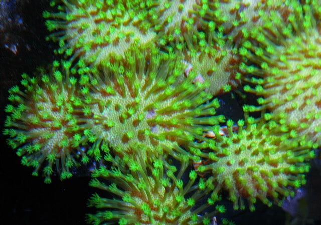 Lemon Lime Toadstool Sarcophyton Leather Coral