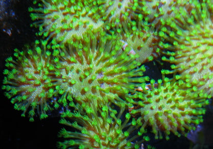 Lemon Lime Toadstool Sarcophyton Leather Coral 2 - Reef Gardener