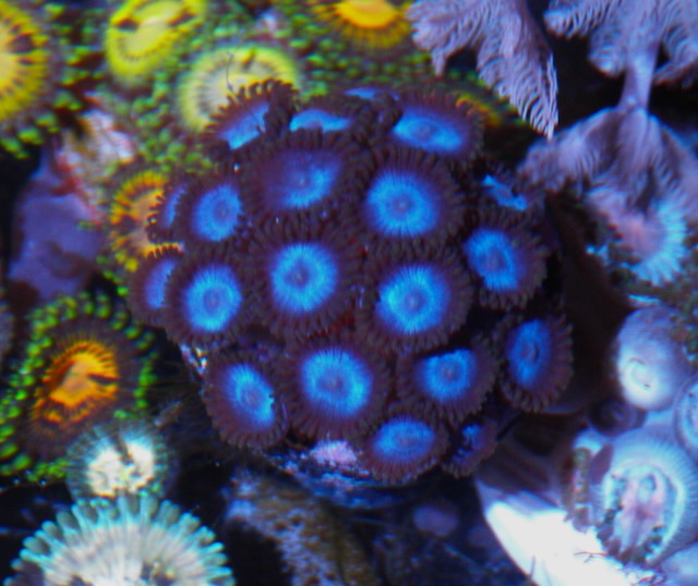 Skip to product information