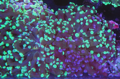Bicolor Toxic Green and Violet Splatter Frogspawn 2 heads