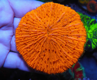 Big Glowing Orange Coral Fungia Plate Coral