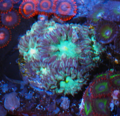 Emerald Rose Blastomussa merletti LPS Coral Reef 2