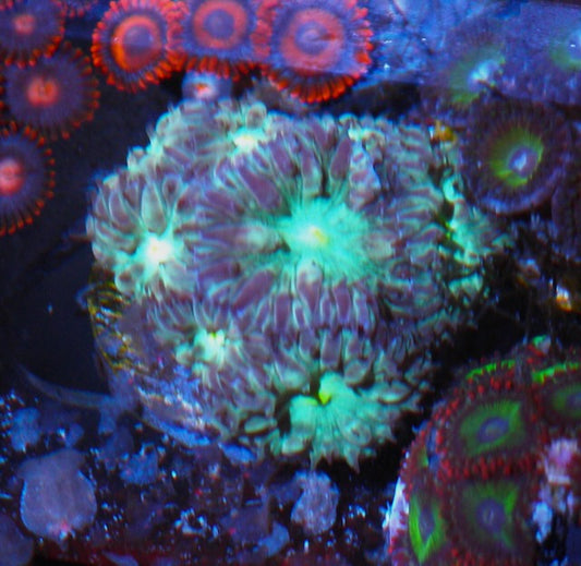 Emerald Rose Blastomussa merletti LPS Coral Reef 2