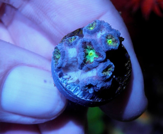 Emerald Rose Blastomussa merletti LPS Coral Reef 2