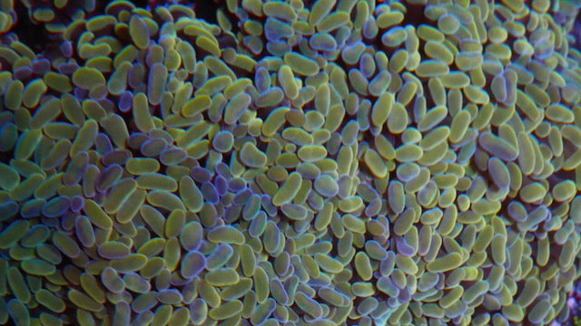 Gold Magic Hammer Coral Euphyllia Aquarium