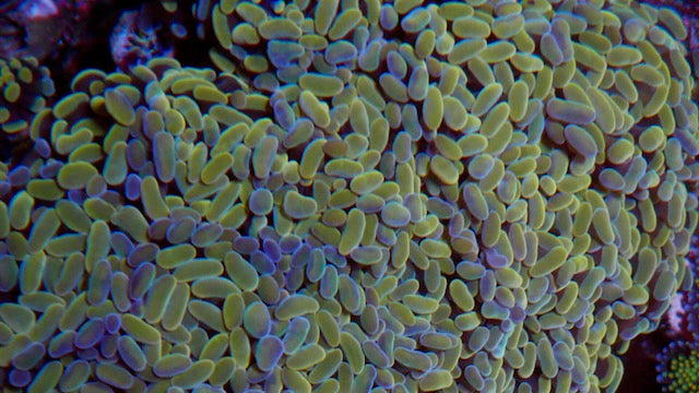 Gold Magic Hammer Coral Euphyllia Aquarium